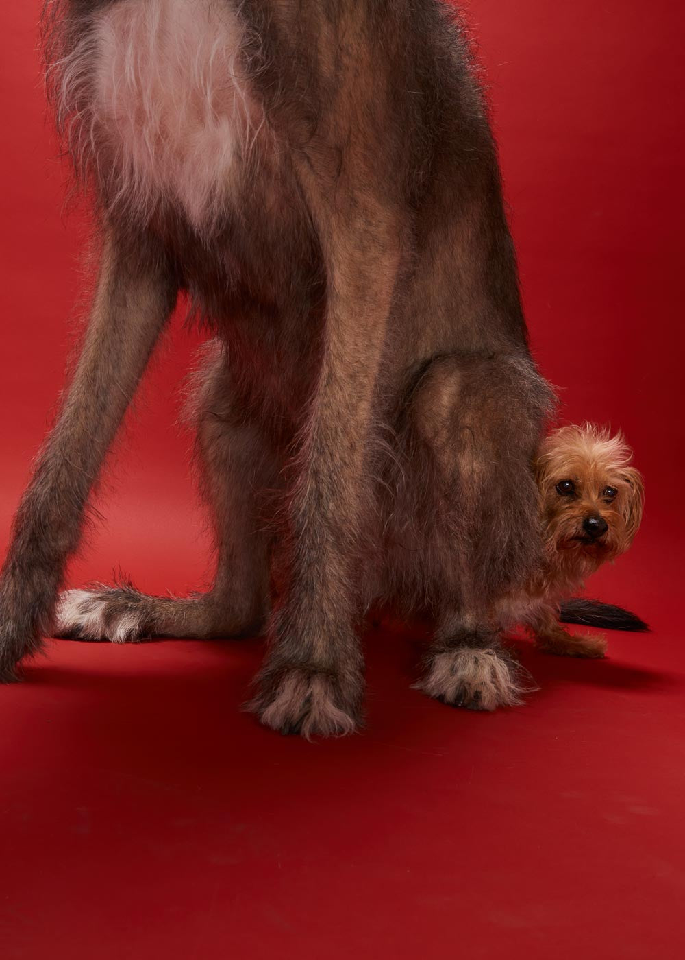 CBD Dog Treat for Dog Joints- Dad Grass