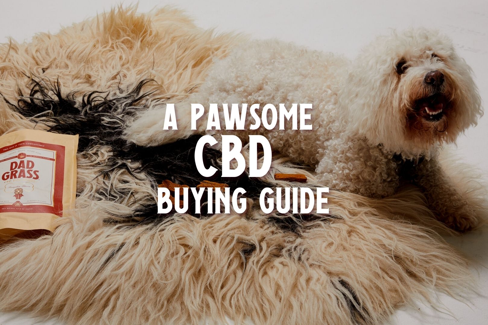  CBD for Dogs: Your Pawesome Buying Guide