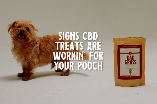 CBD Treats for Dogs: 3 Signs They are Actually Working