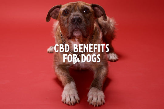 CBD oil for dogs holds promise for treating a wide variety of issues