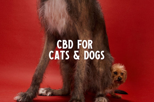CBD Oil for Dogs and Cats: 4 Facts You Need to Know Today | Dad Grass