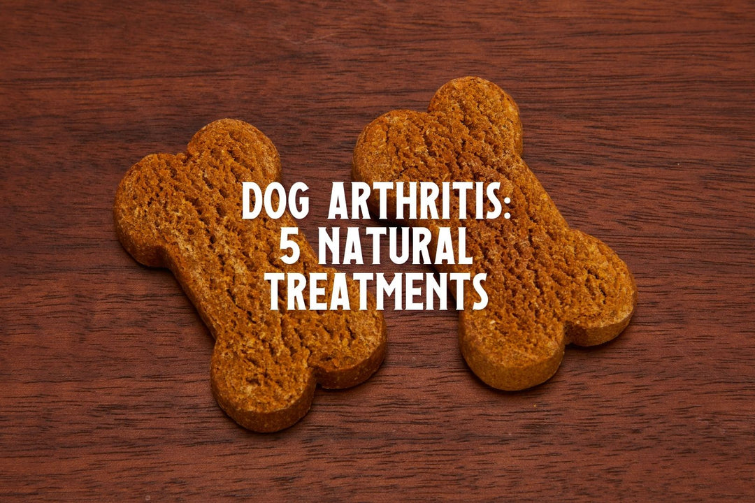 5 Dog Arthritis Treatments That Help With Pain Relief [UPDATE 2024 ...