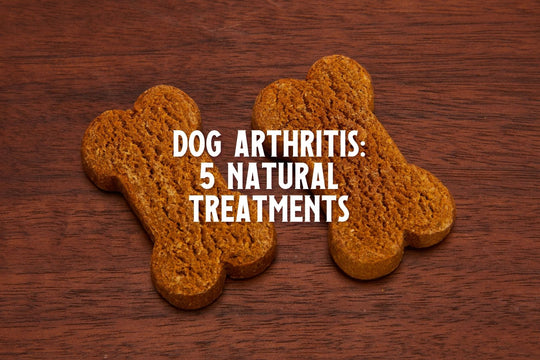 Dog Arthritis: 5 Natural Treatments That Help With Pain Relief