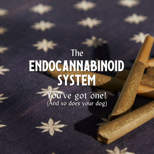 Endocannabinoid System CBG THC CBD CBN