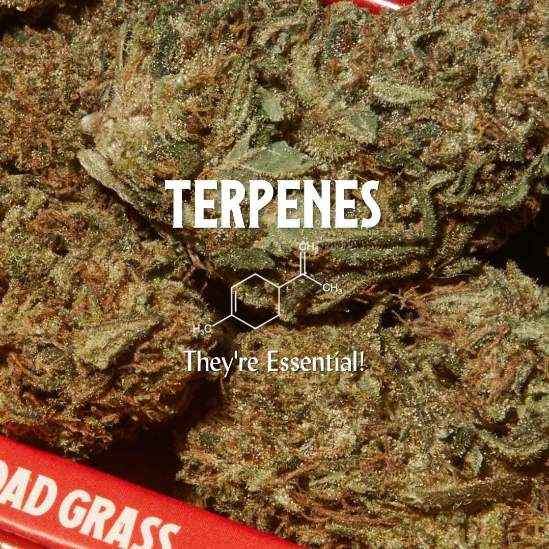 Photo of Dad Grass Flower and Limonene Terpene Molecule