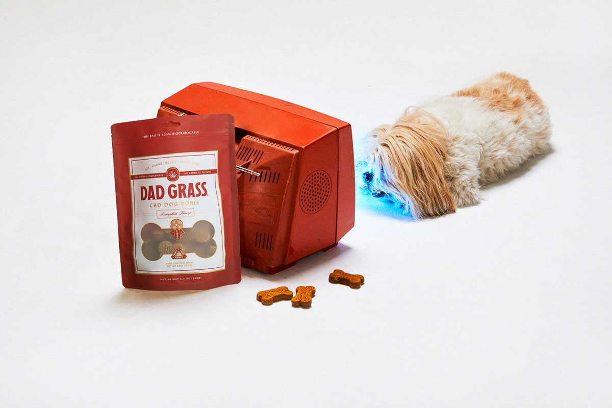 CBD Dog Treats: Cute pup chilling and watching TV.